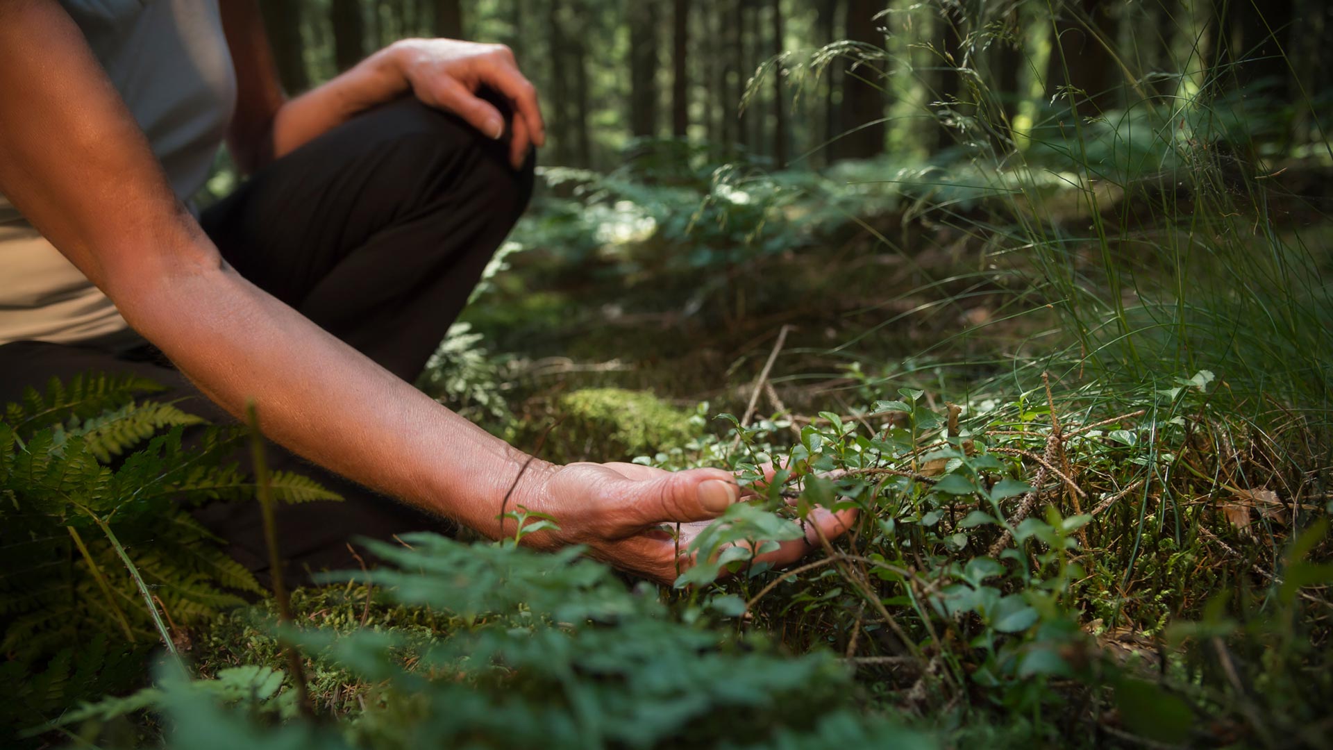 Forest Bathing - Shinrin Yoku